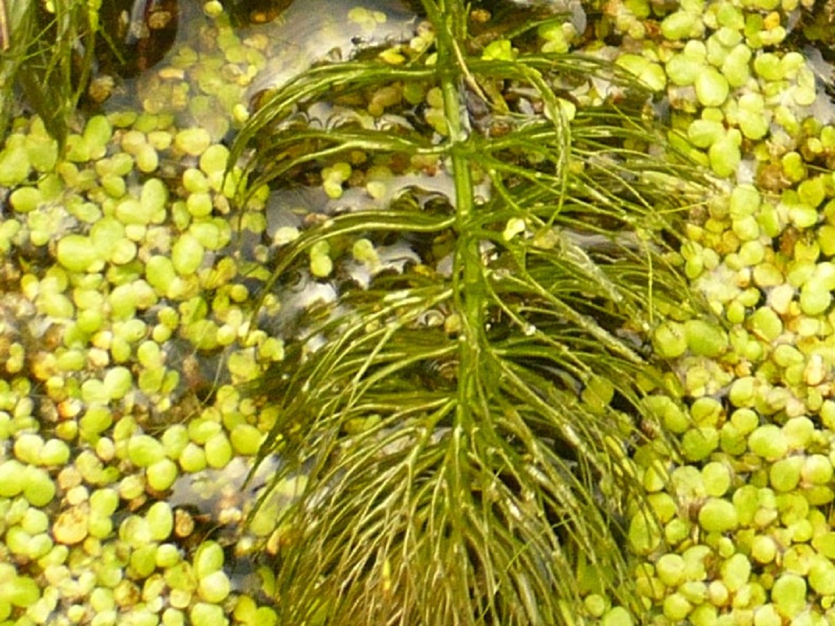 Ceratophyllum submersum (Ceratophyllaceae)